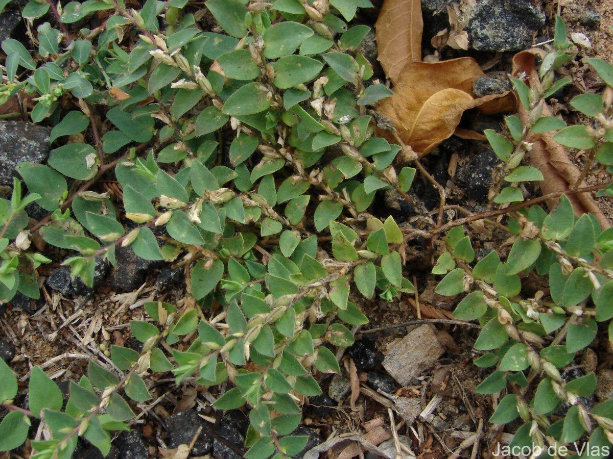 Crotalaria hebecarpa (DC.) Rudd